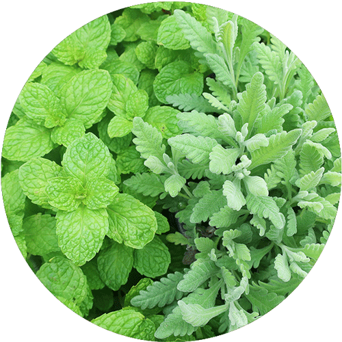 An overview of green herb plants.